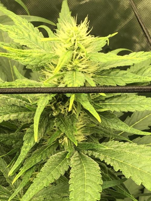 Colombian Jack Kannabia Indoor Spring 26. Week 14