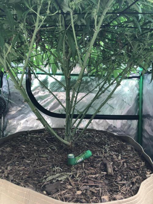 Colombian Jack Kannabia Indoor Spring 26. Week 14