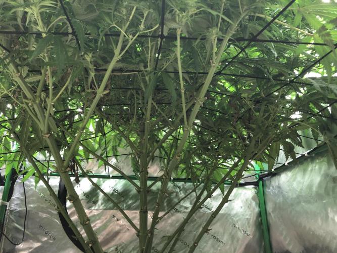 Colombian Jack Kannabia Indoor Spring 26. Week 14