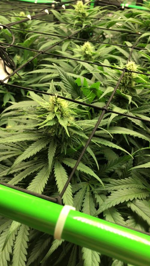Colombian Jack Kannabia Indoor Spring 26