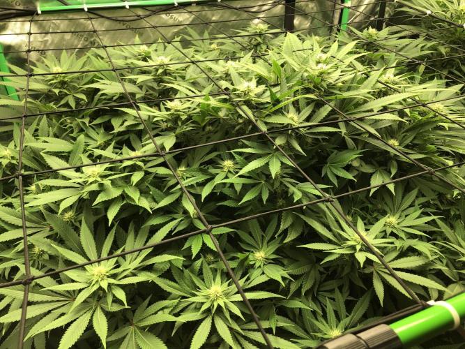 Karibbean Mango Indoor Spring 26. Week 13