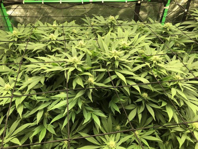 Karibbean Mango Indoor Spring 26. Week 13