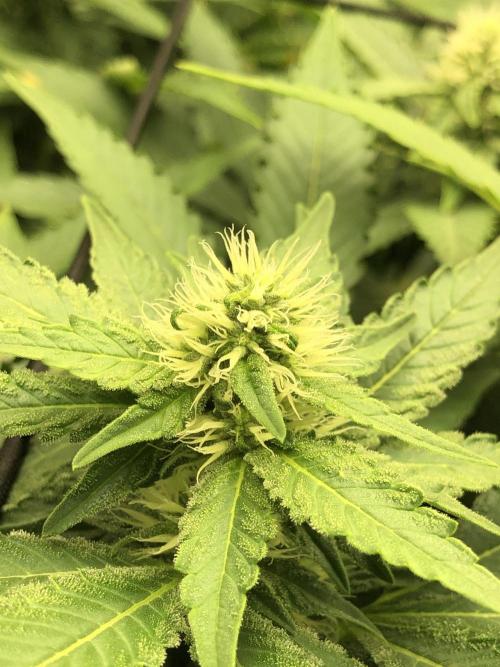 Karibbean Mango Indoor Spring 26. Week 13