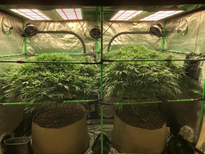 Karibbean Mango Indoor Spring 26. Week 13