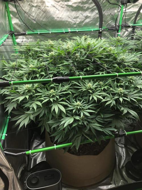 Karibbean Mango Indoor Spring 26. Week 13