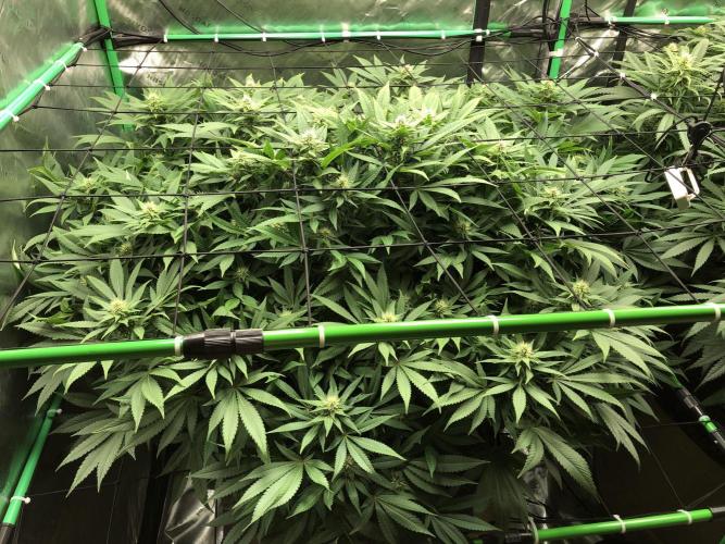 Karibbean Mango Indoor Spring 26. Week 13