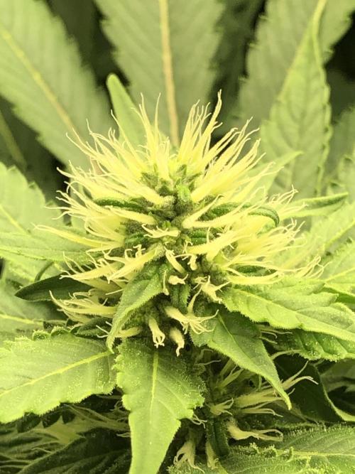 Karibbean Mango Indoor Spring 26. Week 13