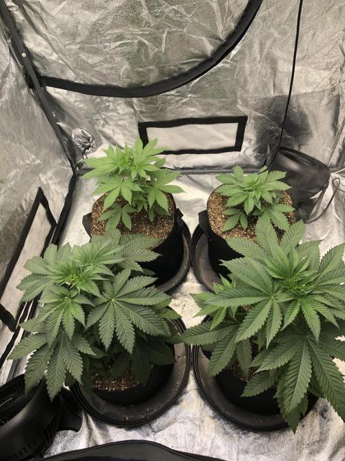 Lemonchello Haze Seedsman Indoor Summer. Week 3