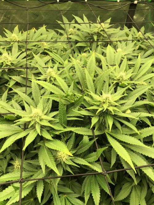 Karibbean Mango Indoor Spring 26. Week 13