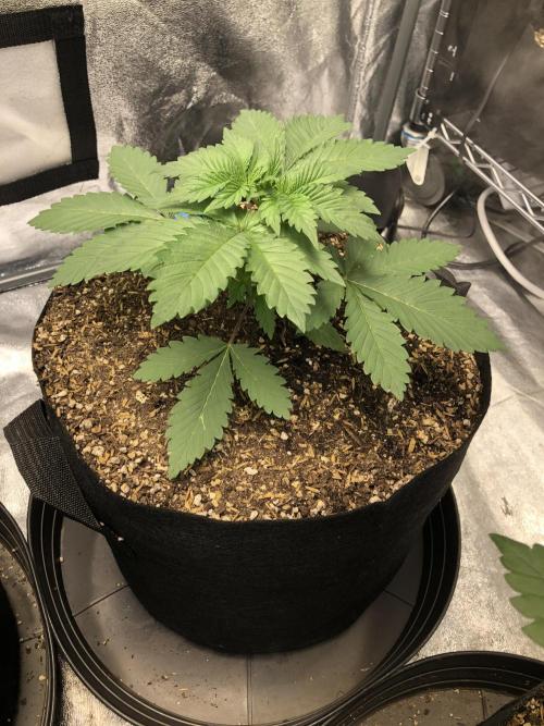 Lemonchello Haze Seedsman Indoor Summer. Week 3