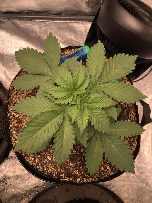 Lemonchello Haze Seedsman Indoor Summer. Week 3