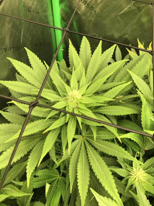 Karibbean Mango Indoor Spring 26. Week 13