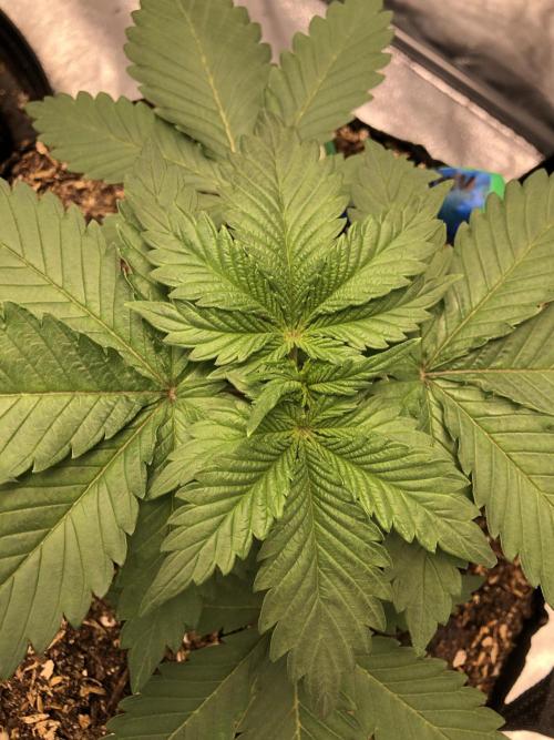 Lemonchello Haze Seedsman Indoor Summer. Week 3