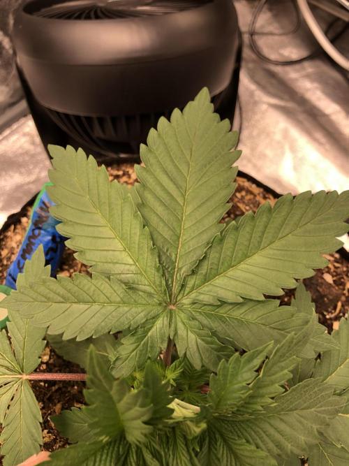 Lemonchello Haze Seedsman Indoor Summer. Week 3