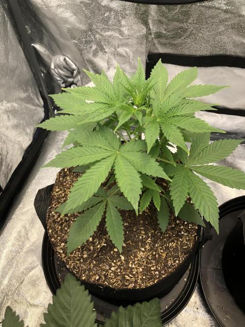 Acapulco Gold SeedSupreme Indoor Summer. Week 4