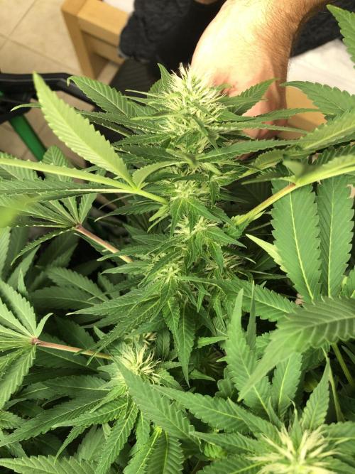 Karibbean Mango Indoor Spring 26. Week 13