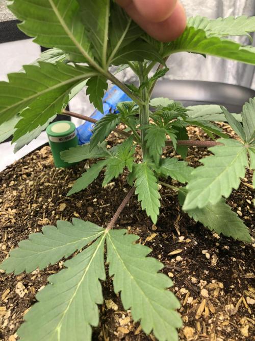 Lemonchello Haze. Week 3