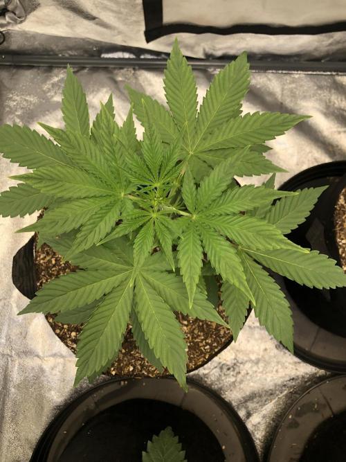 Acapulco Gold SeedSupreme Indoor Summer. Week 4