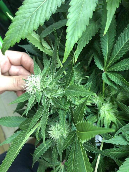Karibbean Mango Indoor Spring 26. Week 13