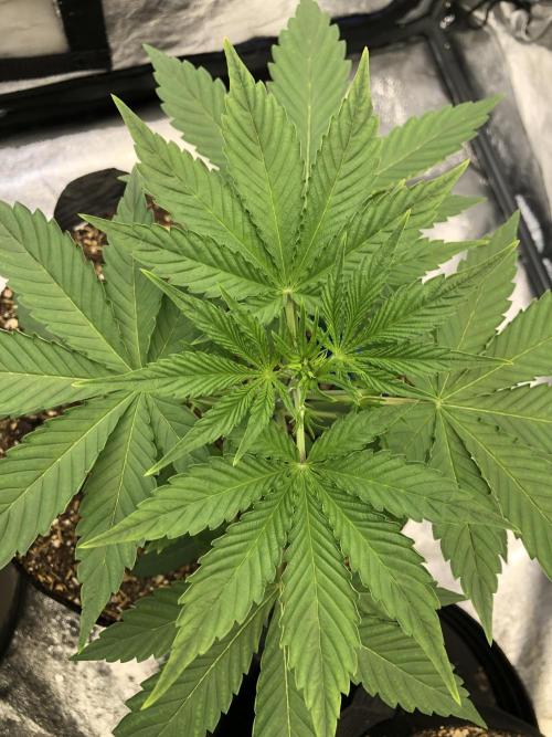 Acapulco Gold SeedSupreme Indoor Summer. Week 4