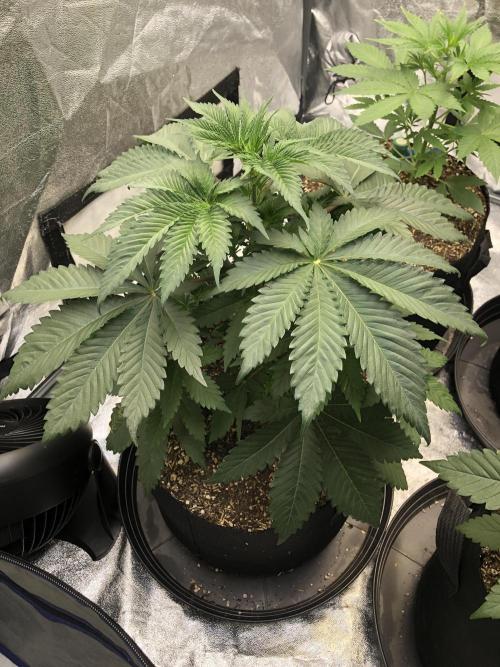 Silver Widow Kannabaia Indoor Summer. Week 4