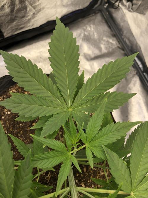Acapulco Gold SeedSupreme Indoor Summer. Week 4