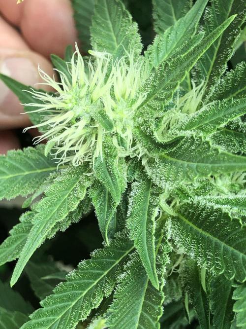 Karibbean Mango Indoor Spring 26. Week 13