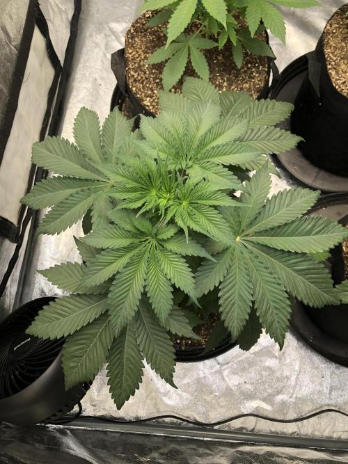 Silver Widow Kannabaia Indoor Summer. Week 4