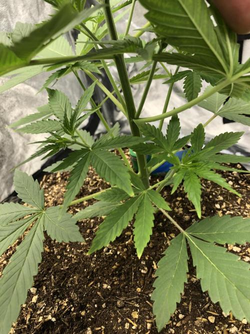 Acapulco Gold SeedSupreme Indoor Summer. Week 4