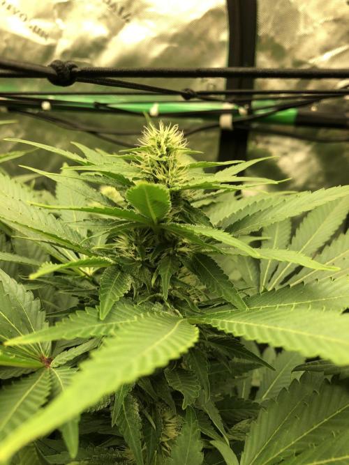 Karibbean Mango Indoor Spring 26. Week 13