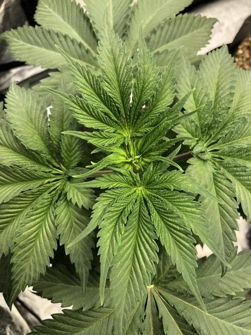Silver Widow Kannabaia Indoor Summer. Week 4