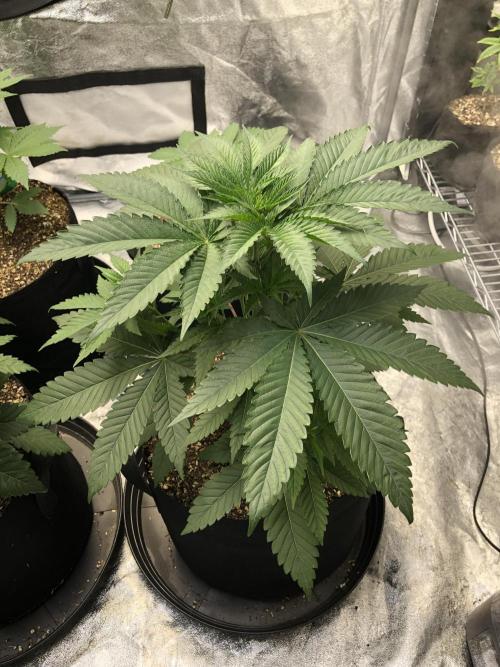 Mexican Sativa Kannabaia Indoor Summer. Week 4