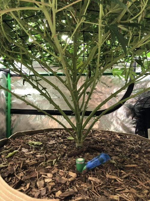 Karibbean Mango Indoor Spring 26. Week 13