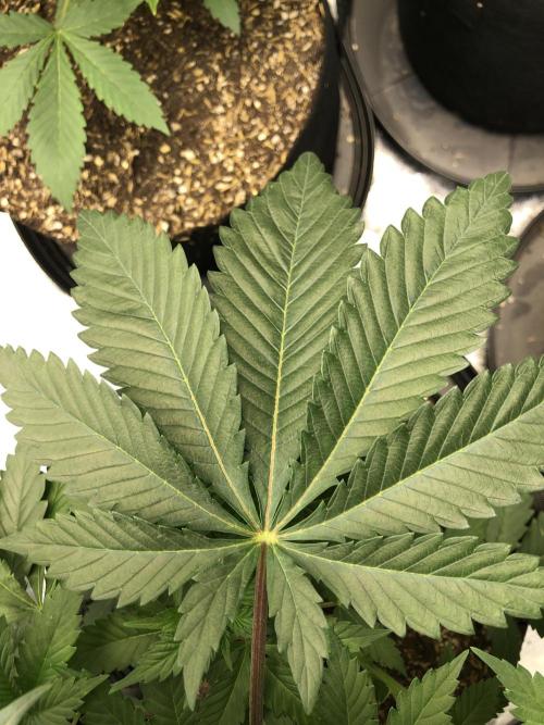 Silver Widow Kannabaia Indoor Summer. Week 4
