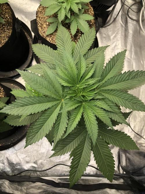 Mexican Sativa Kannabaia Indoor Summer. Week 4