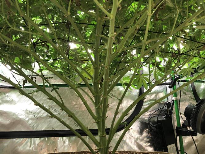 Karibbean Mango Indoor Spring 26. Week 13
