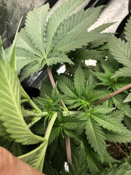 Silver Widow Kannabaia Indoor Summer. Week 4