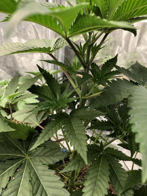 Mexican Sativa Kannabaia Indoor Summer. Week 4
