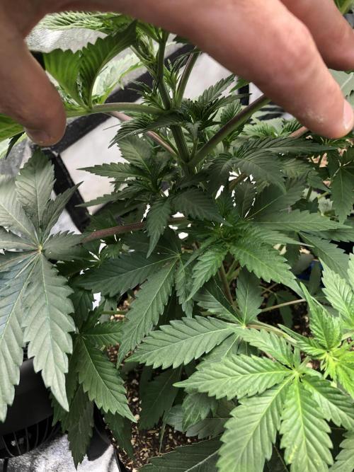 Silver Widow Kannabaia Indoor Summer. Week 4