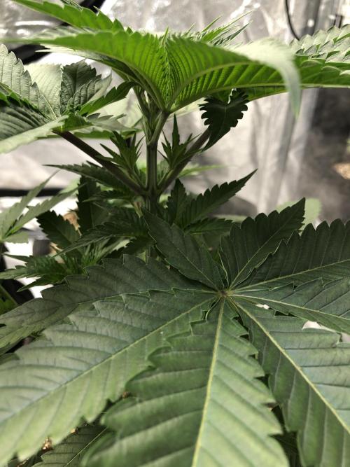 Mexican Sativa Kannabaia Indoor Summer. Week 4