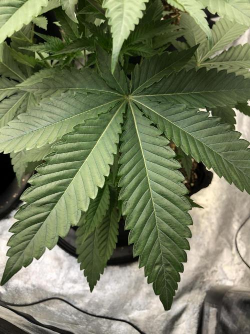 Mexican Sativa Kannabaia Indoor Summer. Week 4