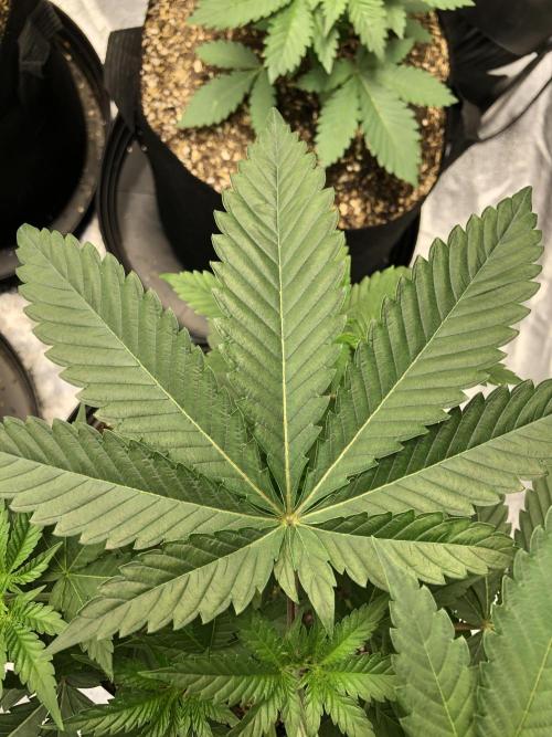 Mexican Sativa Kannabaia Indoor Summer. Week 4