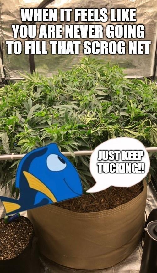 WeedSeedsExpress - Bubblegum  by MindFlowers68