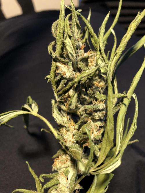 Big Jack Auto Outdoor Spring 26'. Week 9