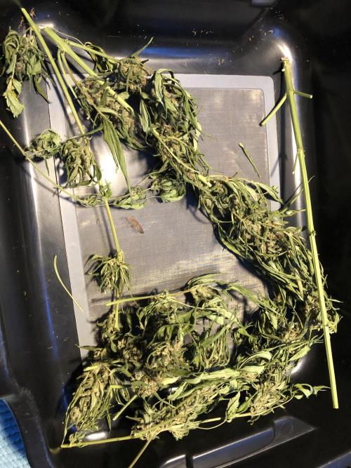 Big Jack Auto Outdoor Spring 26'. Week 9