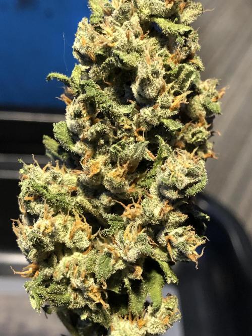 Big Jack Auto Outdoor Spring 26'. Week 9