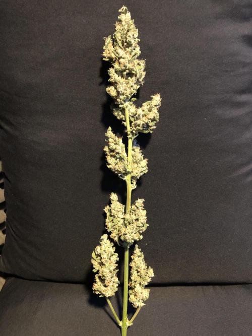 Big Jack Auto Outdoor Spring 26'. Week 9