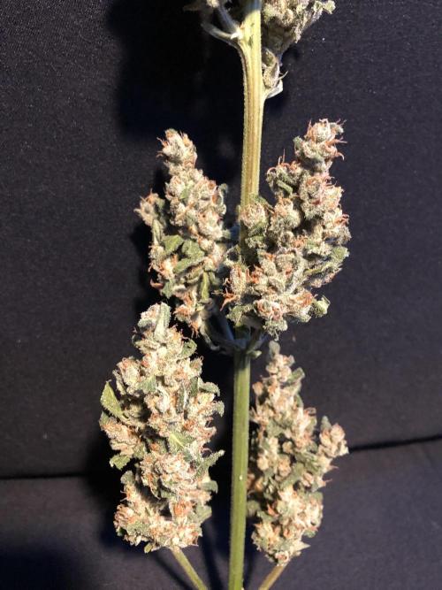 Big Jack Auto Outdoor Spring 26'. Week 9
