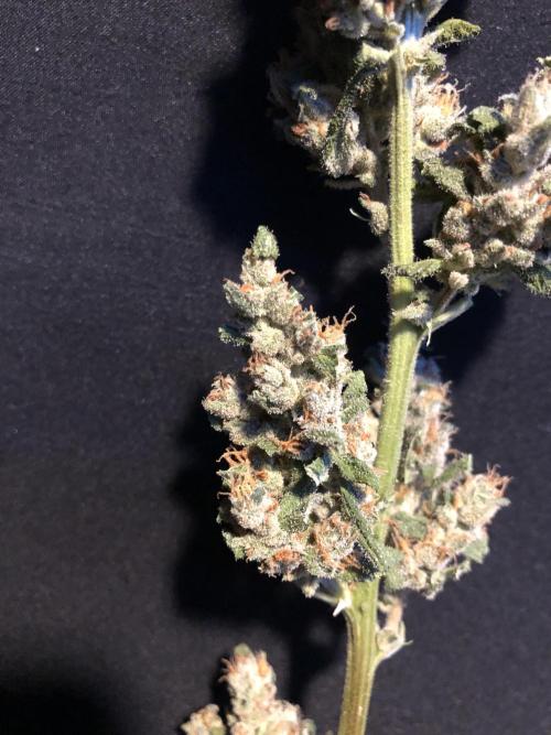 Big Jack Auto Outdoor Spring 26'. Week 9