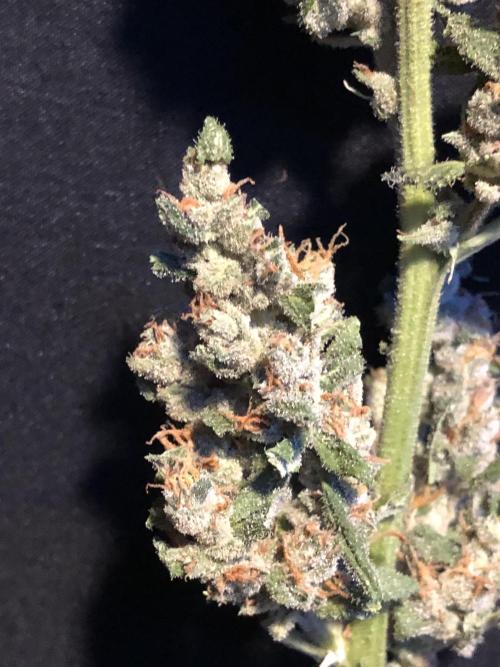 Big Jack Auto Outdoor Spring 26'. Week 9